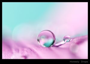 Honesty Drops.jpg